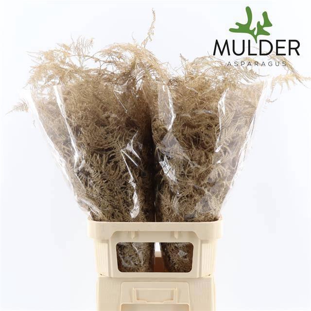 <h4>ASP OV KLB H%</h4>