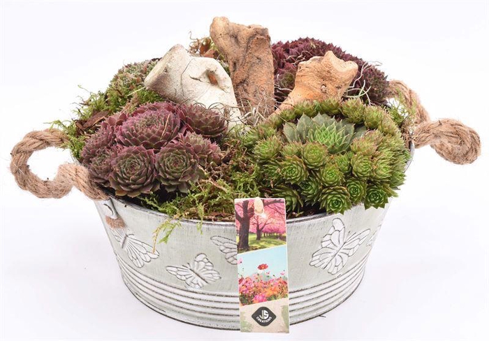 <h4>Zink schaal vlinderopdr. 27cm</h4>