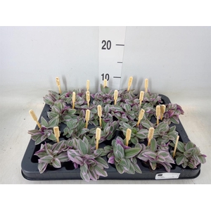 Tradescantia cerinth. 'Sweetness'