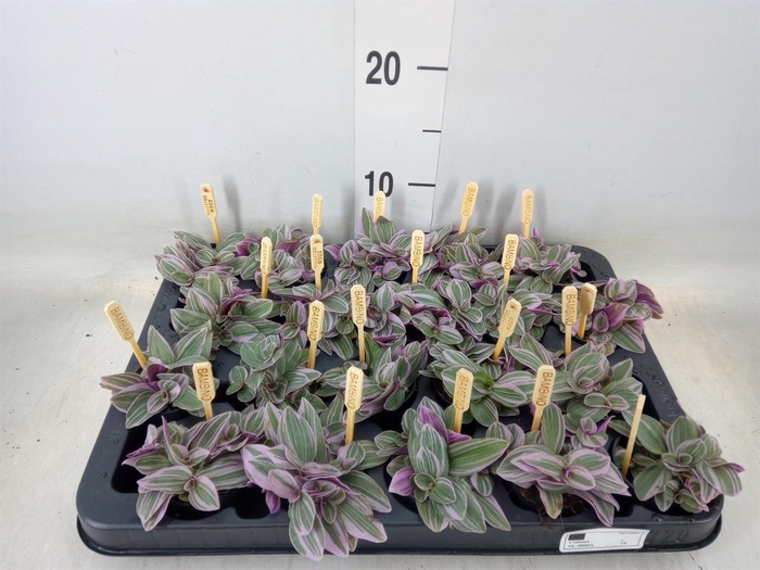 <h4>Tradescantia cerinth. 'Sweetness'</h4>