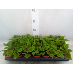 Pilea alumi