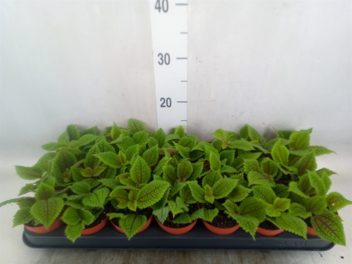 <h4>Pilea alumi</h4>