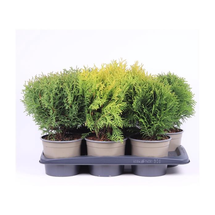 <h4>Thuja gemengde bak</h4>