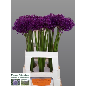 ALLIUM PURPLE SENSATION