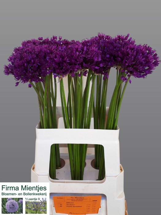 <h4>ALLIUM PURPLE SENSATION</h4>