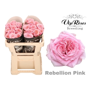 R GR REBELLION PINK