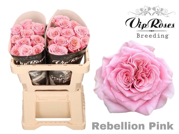 <h4>R GR REBELLION PINK</h4>