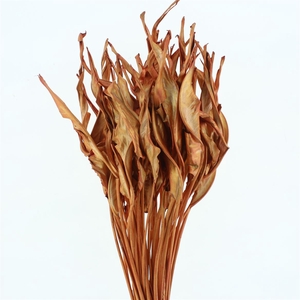 Dried Strelitzia Leafs Klb Bronze