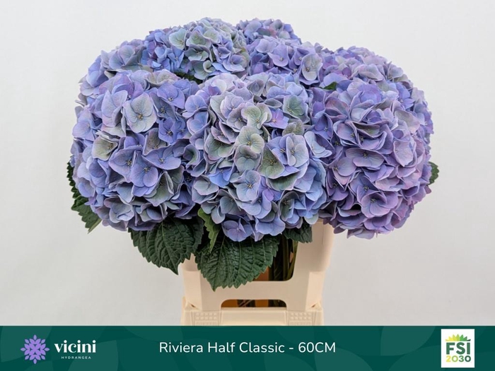 <h4>HYDR M MY RIVIERA CL</h4>