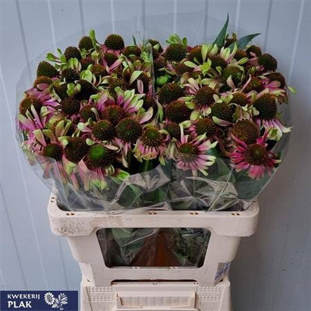 <h4>Echinacea Green Twister</h4>