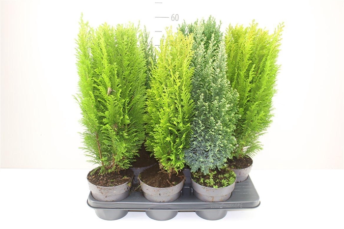 <h4>Coniferen Gemengd</h4>