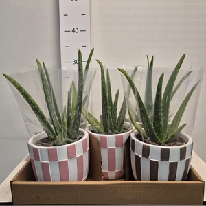 ARR ZAMIOCULCAS