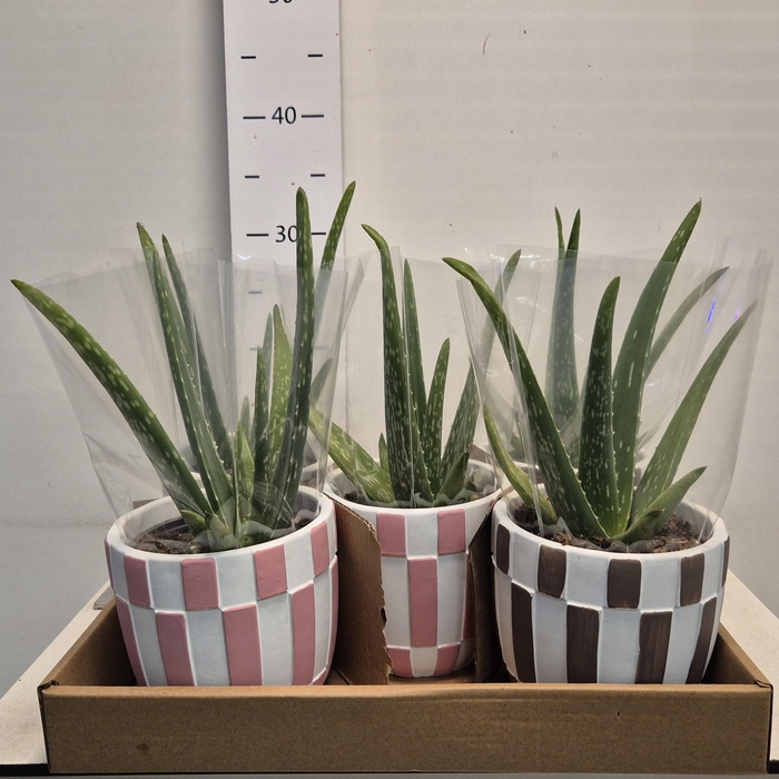 <h4>ARR ZAMIOCULCAS</h4>