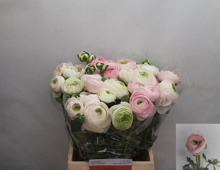 <h4>RAN CHAMALLOW</h4>