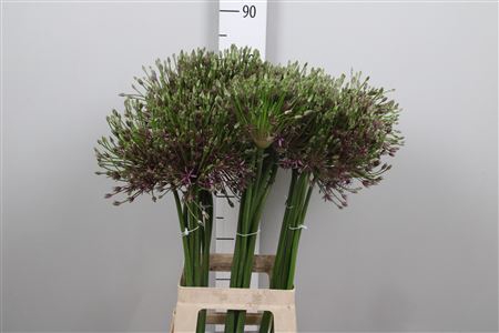 <h4>Allium Spider</h4>