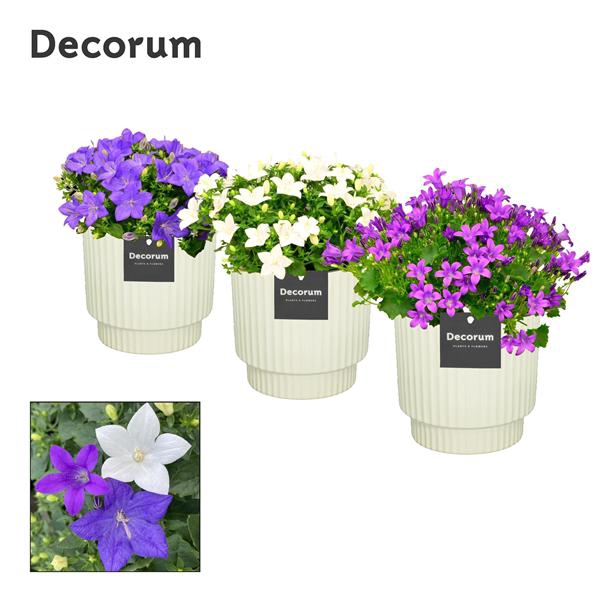 <h4>Campanula Mix Decorum Ivy</h4>