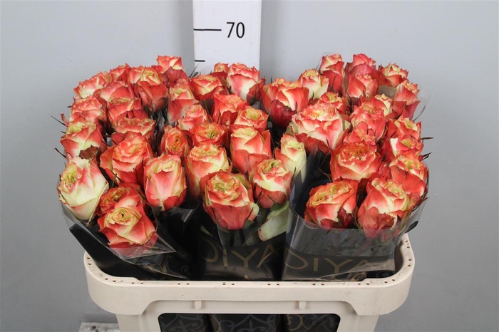 <h4>R Gr Adventure</h4>