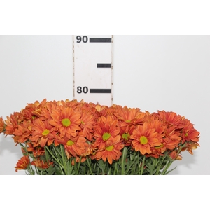 CRISANTEMO CANDELA 080 CM
