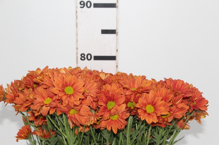 <h4>CRISANTEMO CANDELA 080 CM</h4>