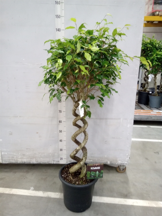 <h4>Ficus benja. 'Exotica'</h4>