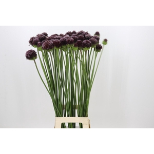 Allium Amarante
