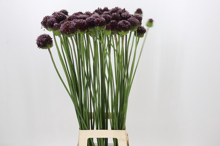 <h4>Allium Amarante</h4>