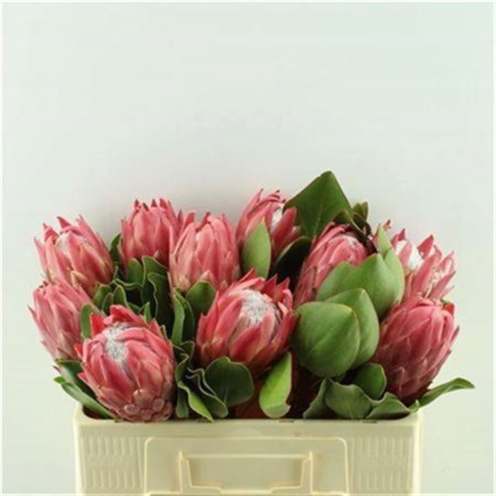 <h4>Protea Red Rex</h4>