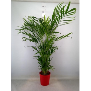 Chamaedorea cataractarum