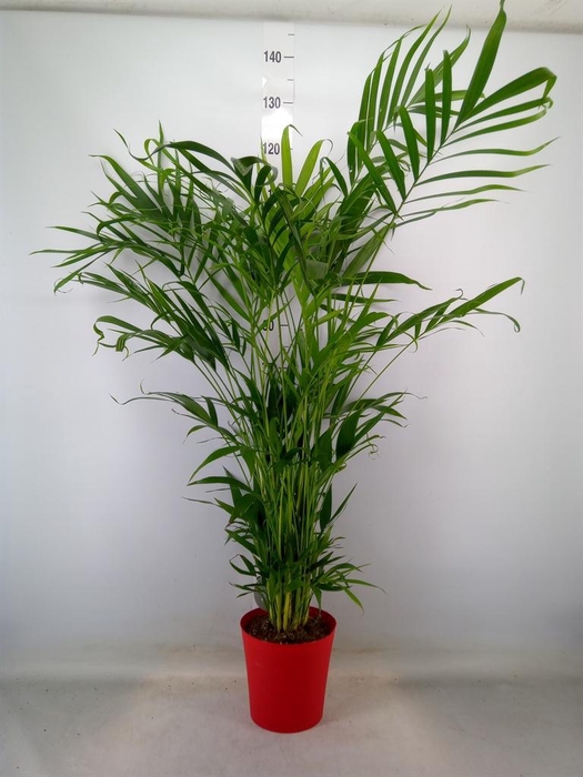 <h4>Chamaedorea cataractarum</h4>