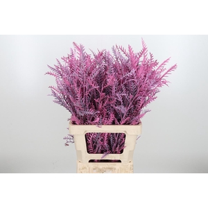 Grevilea Ivanhoe Kl Bh Roze