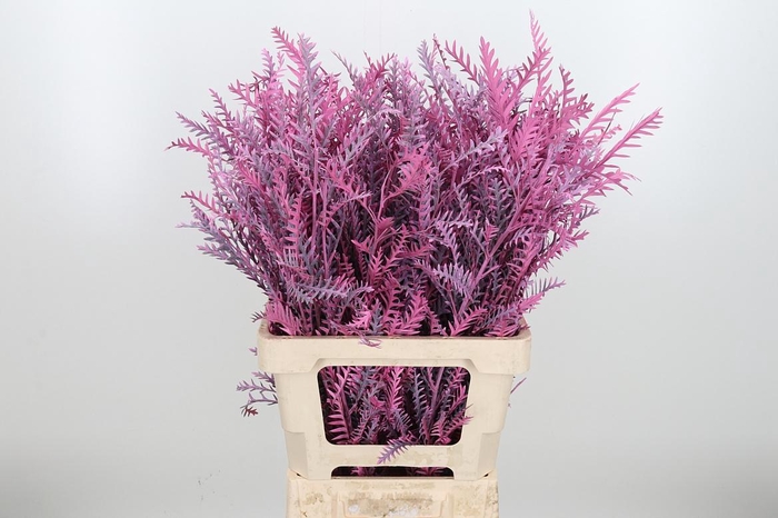 <h4>Grevilea Ivanhoe Kl Bh Roze</h4>