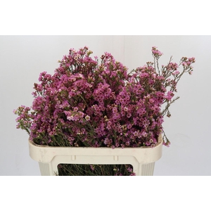 Chamelaucium Blondie