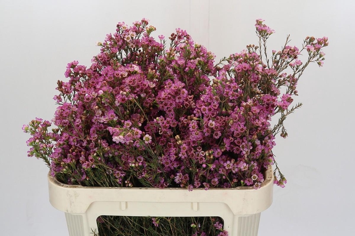 Chamelaucium Blondie