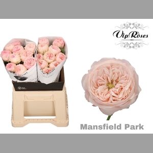 R KL MANSFIELD PARK x20