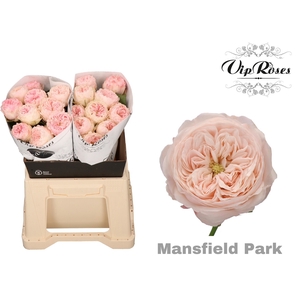 R Kl Mansfield Park