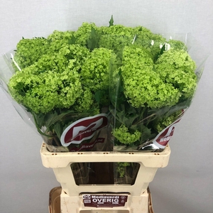 Viburnum L.60 2-4 flowers