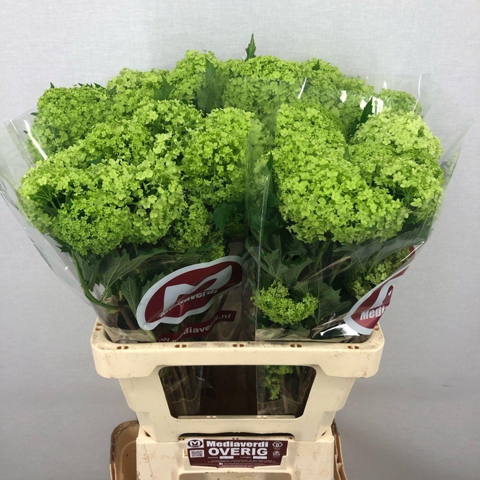 <h4>Viburnum L.60 2-6 flowers</h4>