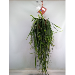 Rhipsalis   ...