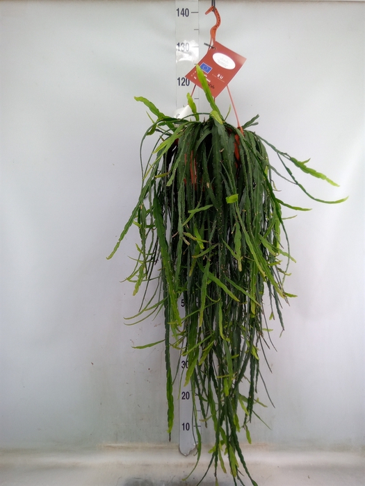 <h4>Rhipsalis   ...</h4>