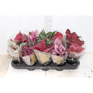 BEGONIA BELEAF P11 PO