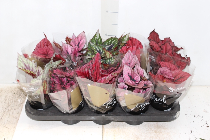 <h4>BEGONIA BELEAF P11 PO</h4>