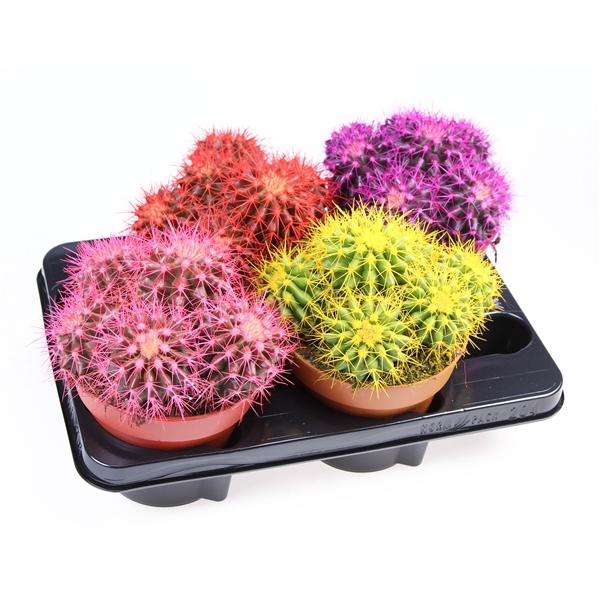 Rainbow cactus grusonii mix