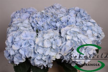 <h4>Hydr M Ch Verena Bl</h4>
