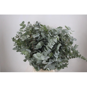 Euca Cinerea 300gr P Bunch