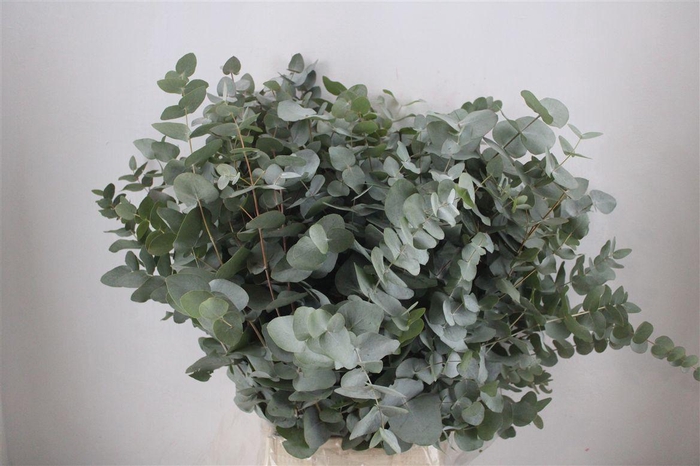 <h4>Euca Cinerea 300gr P Bunch</h4>