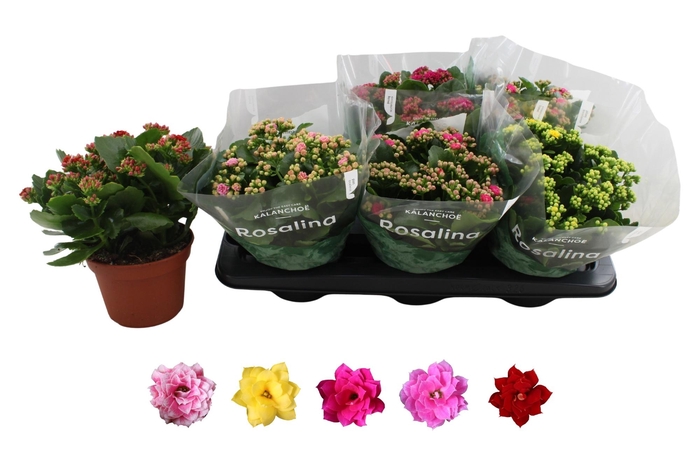 <h4>KAL GE RO GEM 5 KL</h4>