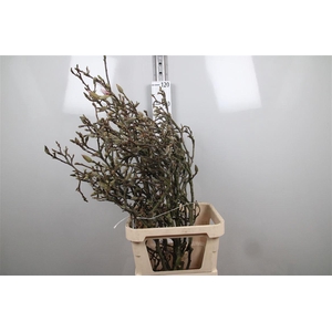 Magnolia Grandiflora