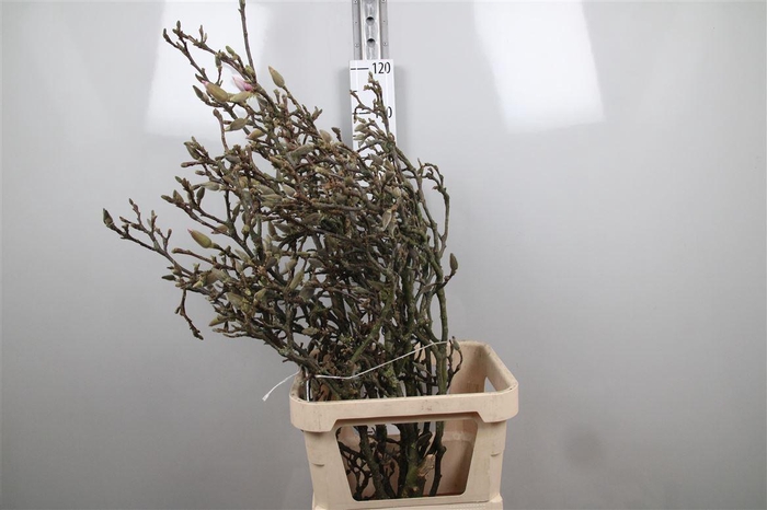 <h4>Magnolia Grandiflora</h4>