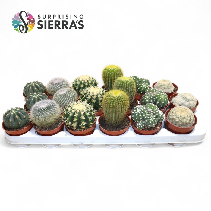 <h4>CACTUS GEM</h4>