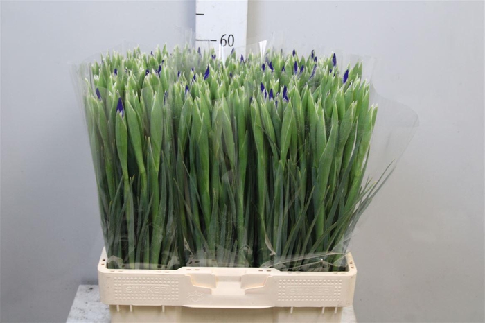 <h4>Iris Blue Magic</h4>